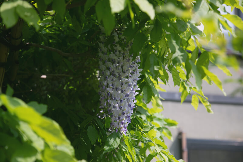当館のふじの花