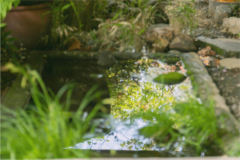 玄関わきの水辺